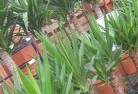 Brigalowplant-nursery-10.jpg; ?>