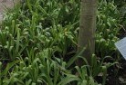 Brigalowplant-nursery-23.jpg; ?>
